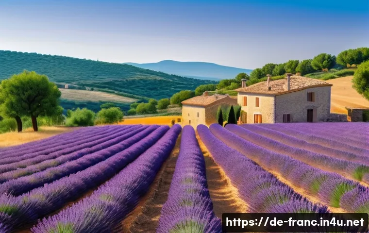 프랑스 남부 여행지 추천 - A serene early summer lavender field in Provence, France, with soft pastel hues of blooming lavender...